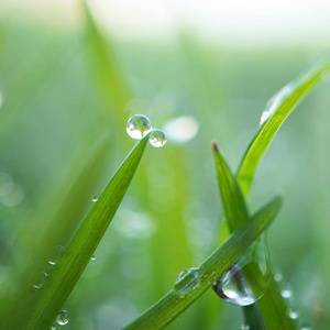 雨滴在花园里的绿草上