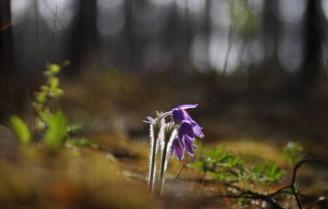 紫花珍稀野生森林春天的美
