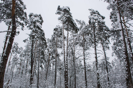 冬天森林里的雪松