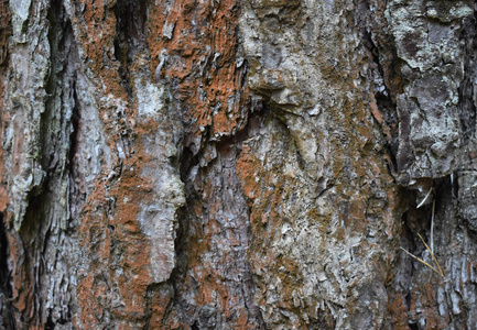 背景纹理。 一棵老树的树皮靠近。