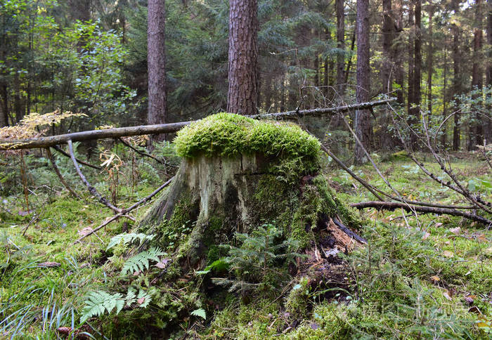 美丽的风景森林的绿色边缘和一个长满苔藓的树桩