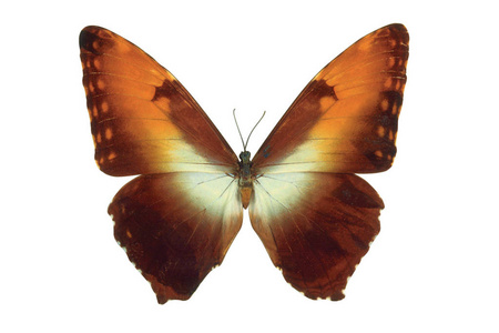 白色背景的棕色彩色蝴蝶