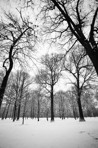 冬天的风景，树上光秃秃的树枝，雪地上