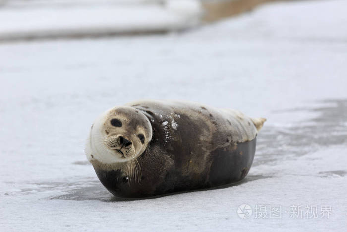 冰上的年轻竖琴海豹.