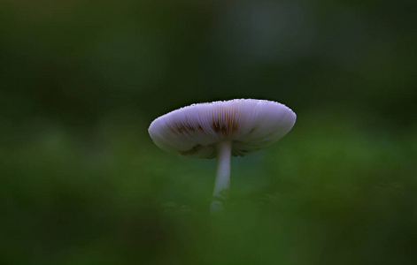 野生蘑菇森林中的小奇迹