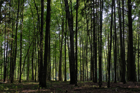 主要是落叶角梁立于夏季日落时的双亚洛维萨森林波兰欧洲
