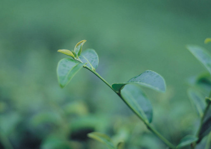 树叶背景的细节