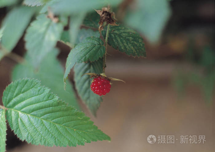 大自然野生植物的素描