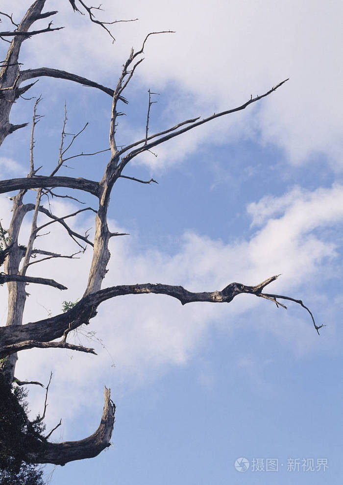 蓝天上的树枝风景