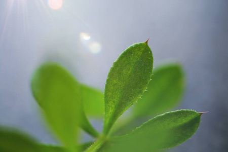 花园里绿色美丽的抽象植物叶子的纹理