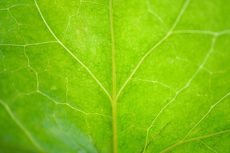 花园里绿色美丽的抽象植物叶子的纹理