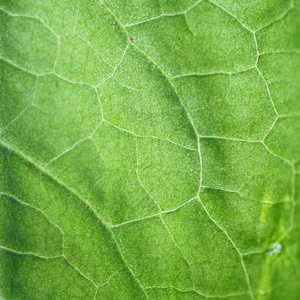 花园里绿色美丽的抽象植物叶子的纹理