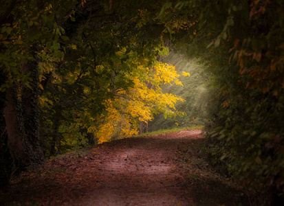 Altino in autumn. Trees and pathway covered by leaves on the for