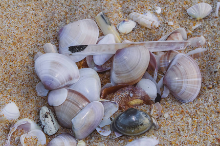 靠近海滩沙滩，有很多贝壳