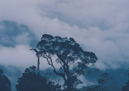 傍晚雾蒙蒙的森林中树木的风景图片