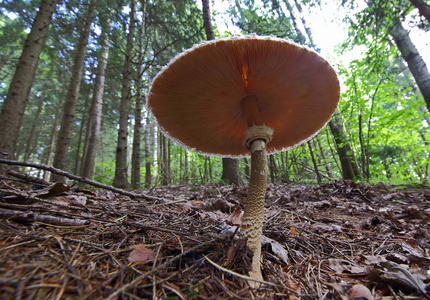 野生蘑菇森林中的小奇迹