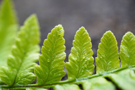 花园里绿色美丽的抽象植物叶子的纹理