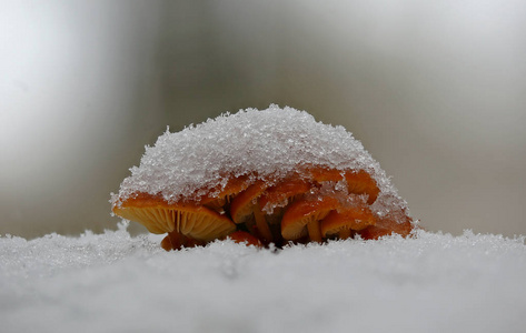 深秋蘑菇经常被雪覆盖