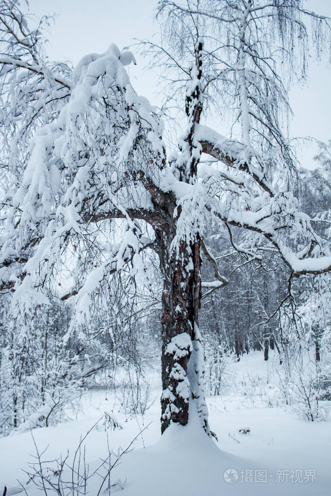 冬天降下大雪后,雪中的树木照片