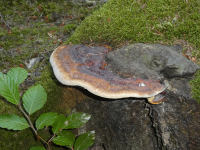 森林中的红带真菌蘑菇生长在一棵老树干上