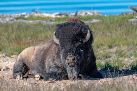 美国黄石国家公园拉马尔谷的美国野牛