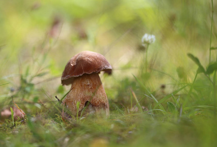 野生蘑菇森林中的小奇迹