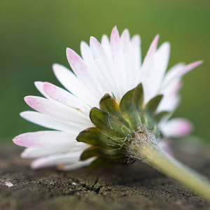 花园里美丽的白色菊花