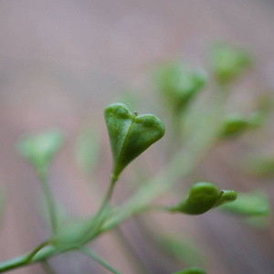 大自然花园里美丽的花草