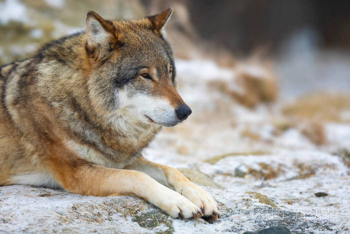 初冬成年雄性狼在森林里休息