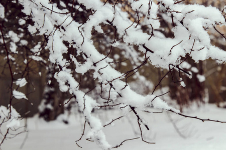 冬季森林。 树枝上的雪