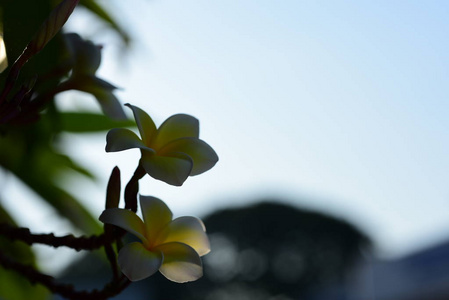 白色和黄色的佛兰吉帕尼花，叶子在背景中。梅花盛开，绿叶明亮的天空。