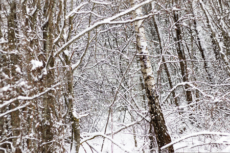被蓬松的雪覆盖的树枝。桦树树枝和其他树木。有调理