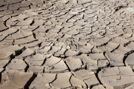 干涸的湖底河海. 死蟹由于干旱而干燥. 干旱的干燥裂缝性土壤.