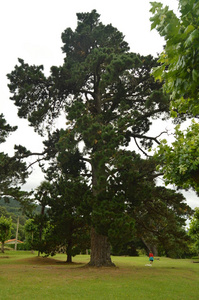 阿斯图里亚斯公园百年松树。二一五年七月三十一日..旅行，自然，假期。阿斯图里亚斯，西班牙。