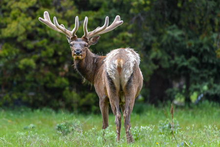美国黄石国家公园的路上,雄麋鹿长着巨大的鹿角,正在吃草照片