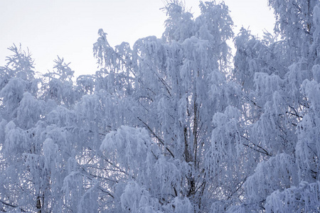 俄罗斯冬天白雪覆盖的白树