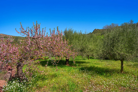 西班牙地中海的杏仁树开花