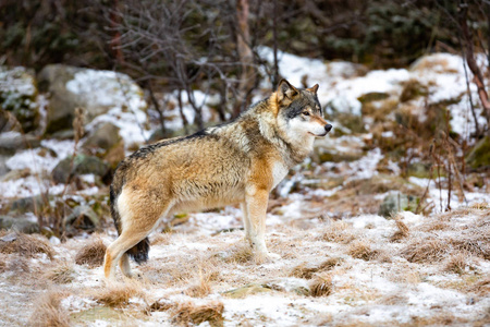 站在森林里寻找敌人的美丽的雄性狼