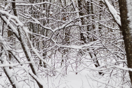 被蓬松的雪覆盖的树枝。桦树树枝和其他树木。有调理