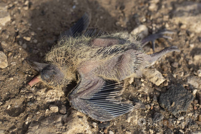 死鸟斯特林从巢里摔了下来摔死了小鸡的可怕结局鸟在