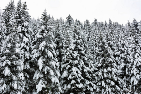 冬景高雪云杉树在深山密林中图片