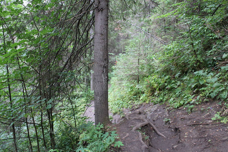 在俄罗斯乌拉尔的森林中的路径在俄罗斯乌拉尔的森林中的照片路径。在烫发地区的高地上的森林。这条路是由树木的根交叉的。时间是夏天。