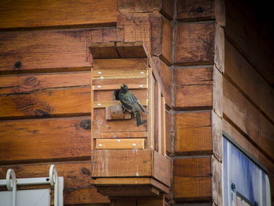 美丽多样的主题。 美丽和原始的外观和背景的鸟屋与鸟在墙上的木屋。