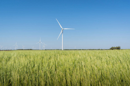 风景与风力发电机涡轮在绿色领域麦子并且蓝天背景