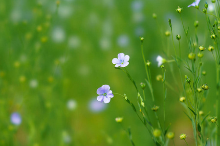 北海道夏季亚麻