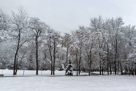 保加利亚索非亚市南部公园的冬景和白雪覆盖的树木