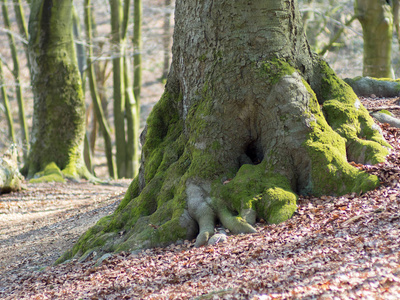 在晴朗的秋日,树根很大,地上有老叶照片