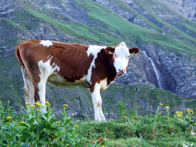 瑞士圣加伦州奥斯施维兹地区郊区的奶牛