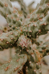 沙漠中的绿色仙人掌。 特写照片