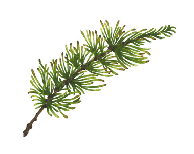 水彩画落叶松科在白色查出照片